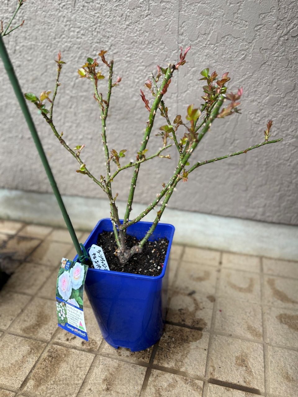 ラ・ソヴァジーヌ・テル・エ・パッション大苗の3週後