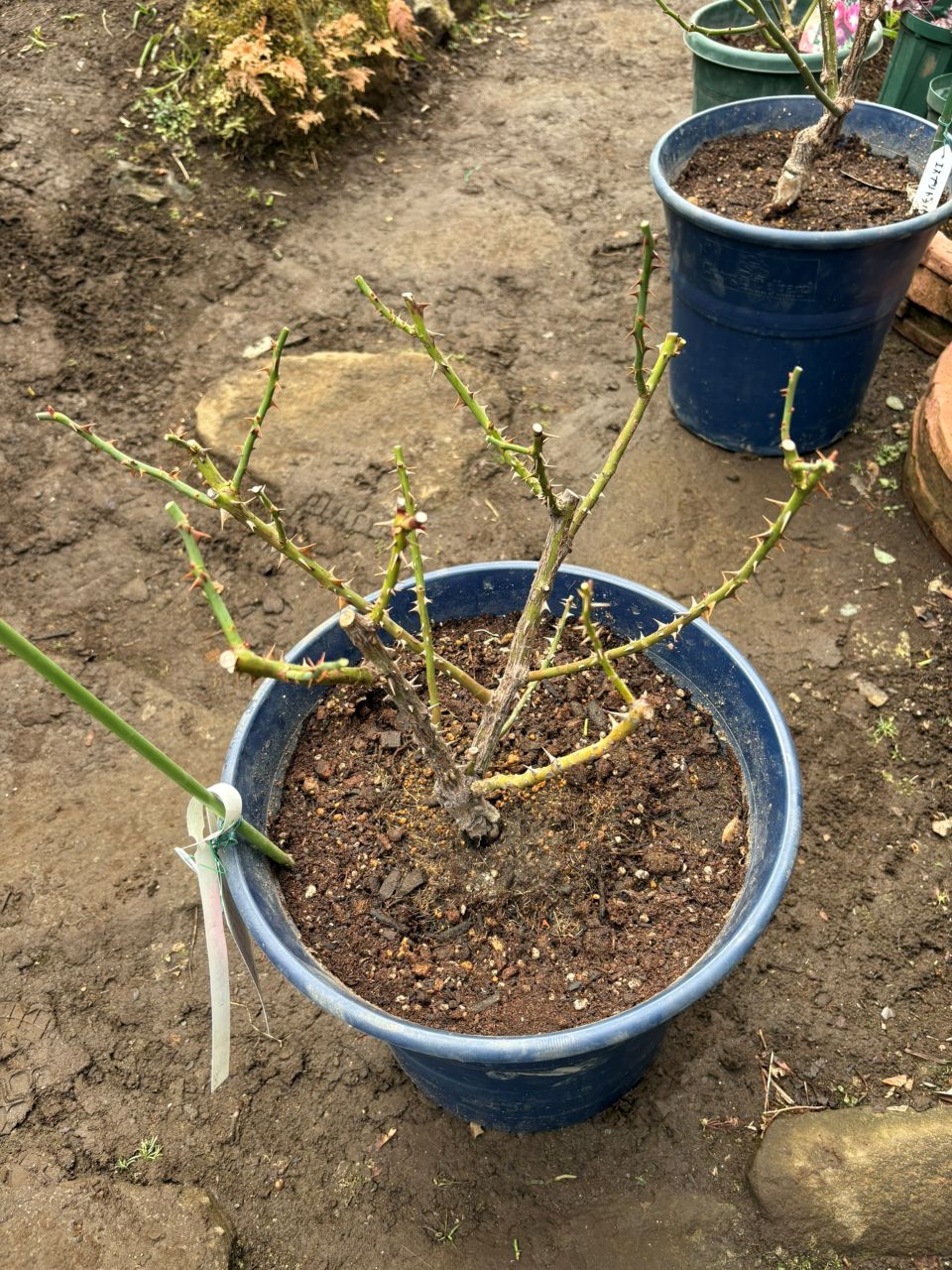 ルタンデスリーズ大苗の15週後