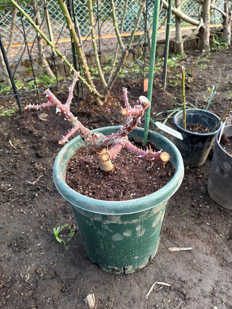 モーリスユトリロ開花苗の植替え