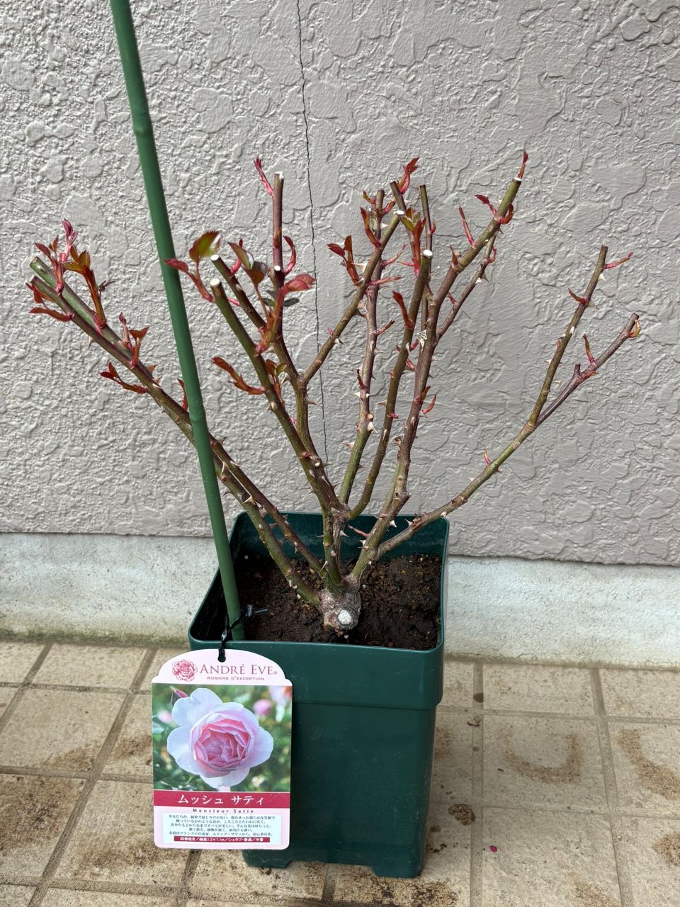 ムッシュサティ大苗の4週後