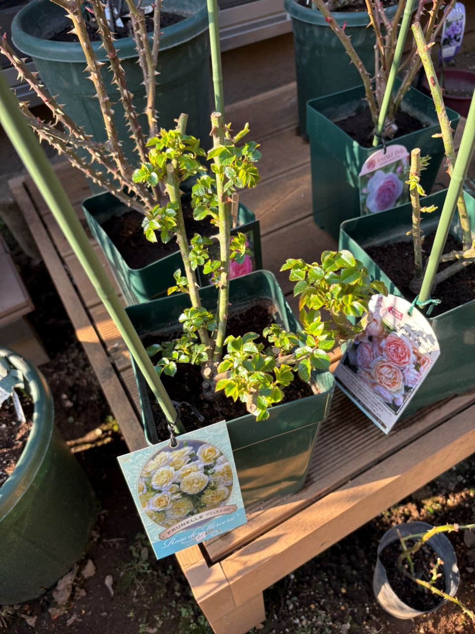 プリュネル大苗の4週後