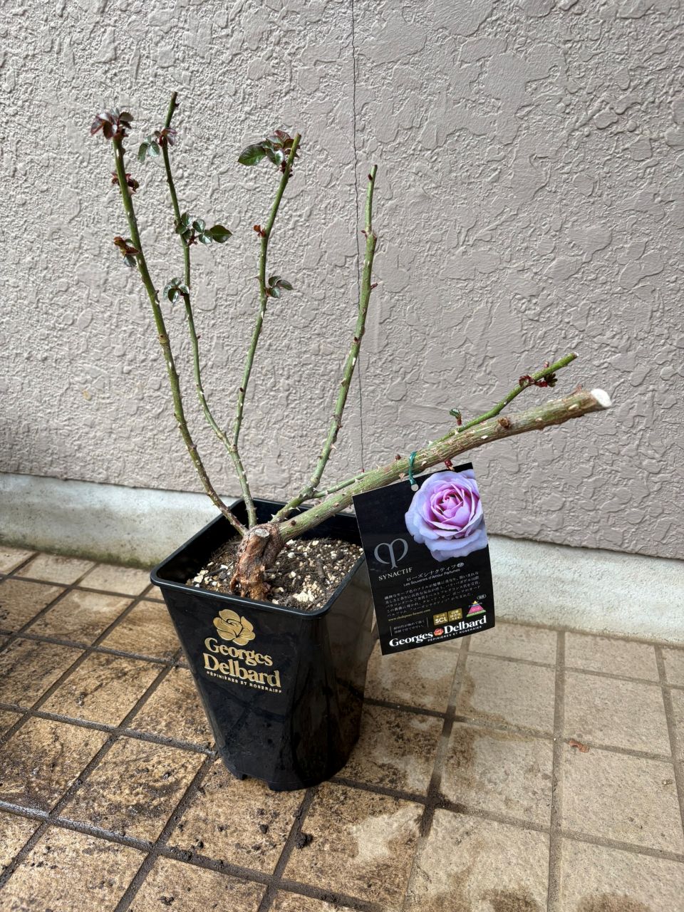 ローズシナクティフ大苗購入