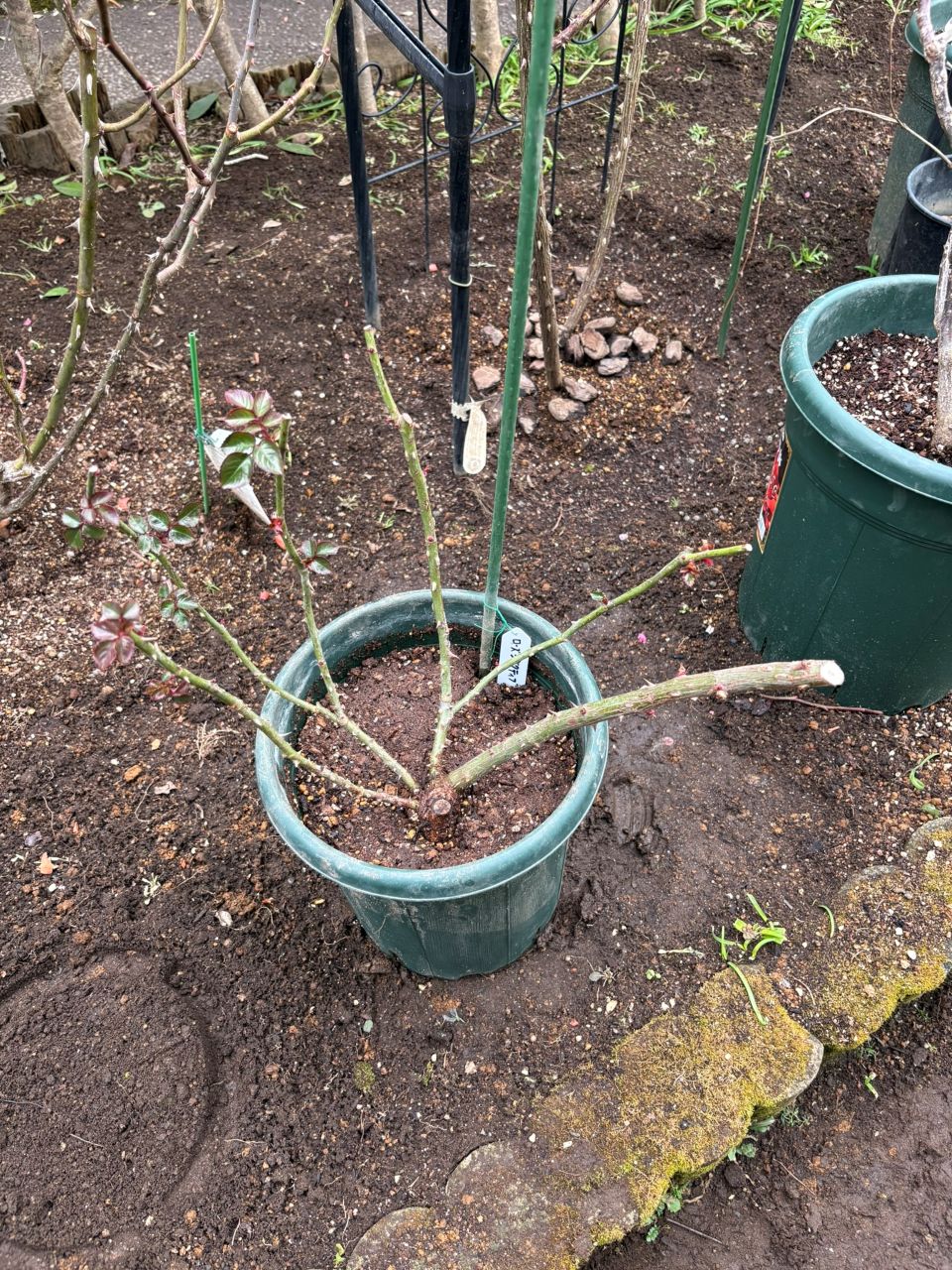 ローズシナクティフ大苗の植替え