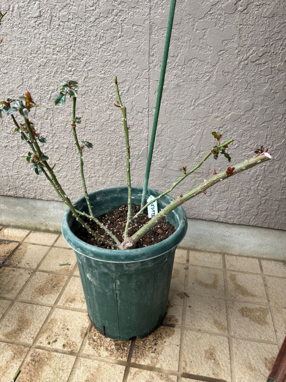 ローズシナクティフ大苗の2週後