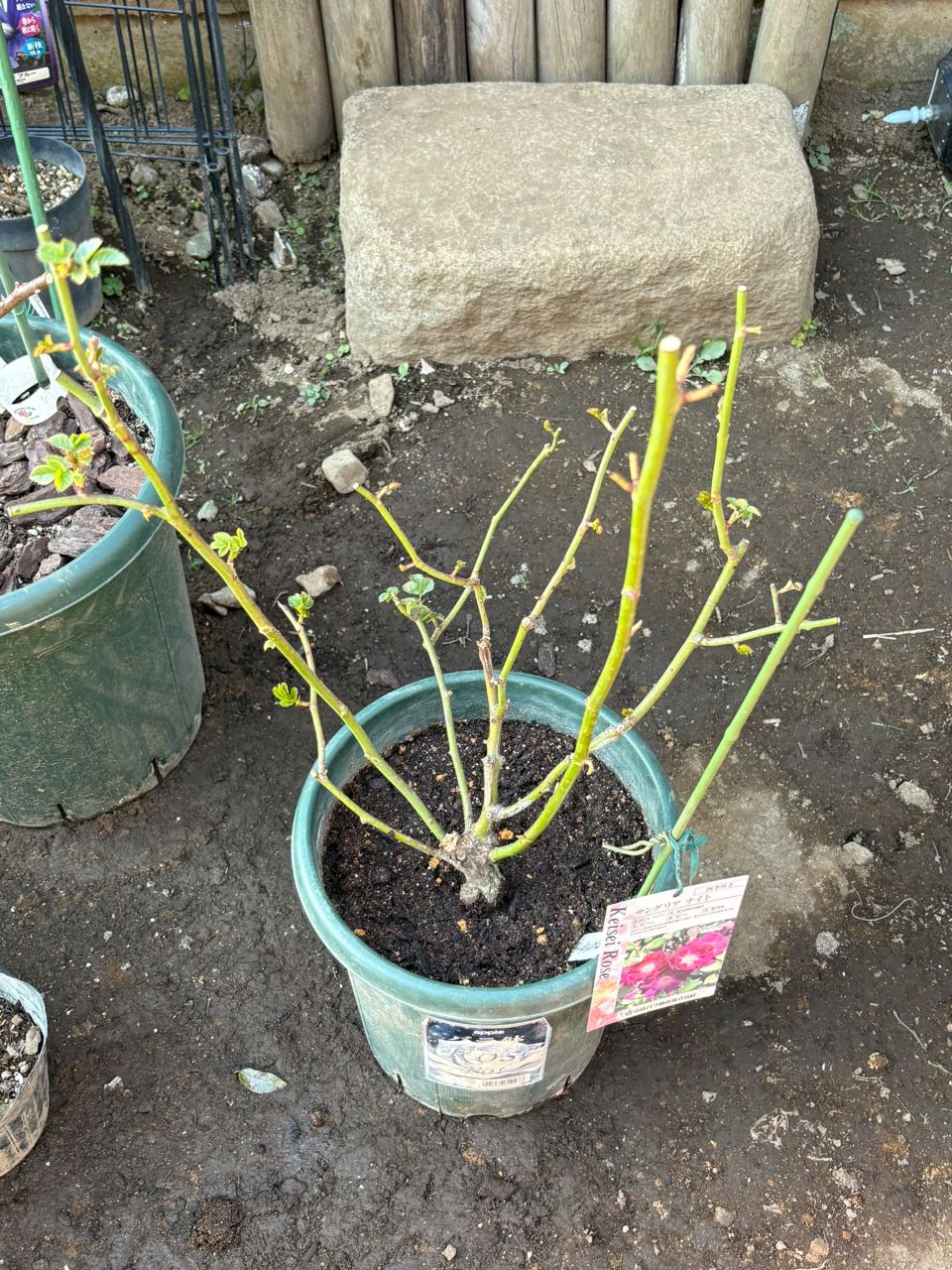 サングリアナイト大苗の95週後