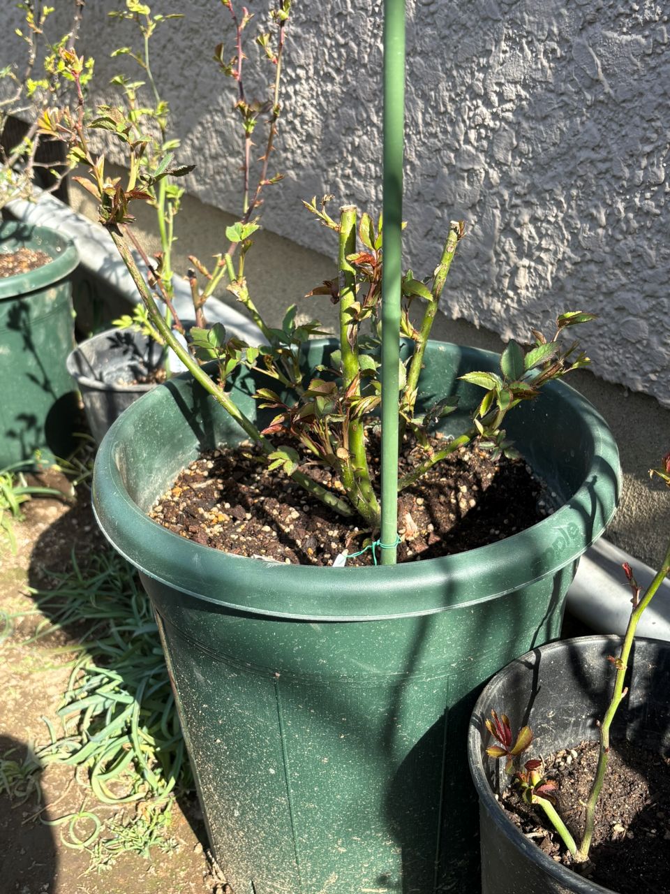 ダーシー・バッセル裸苗の10週後