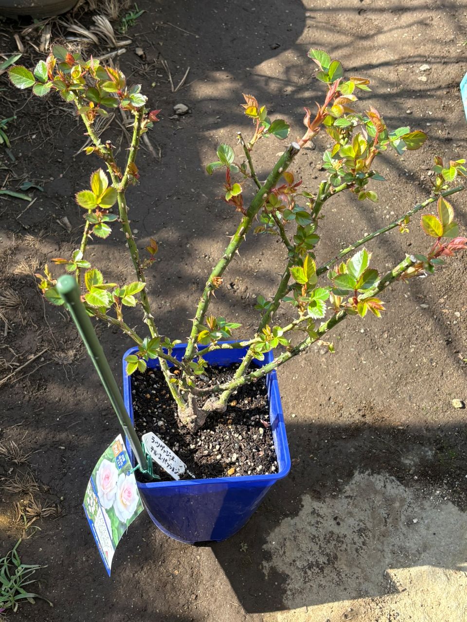 ラ・ソヴァジーヌ・テル・エ・パッション大苗の4週後