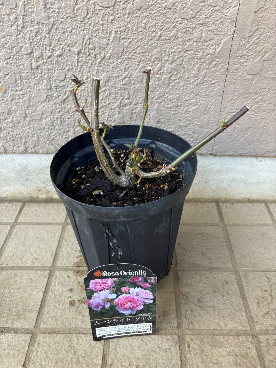 ムーンライトソナタ大苗の購入