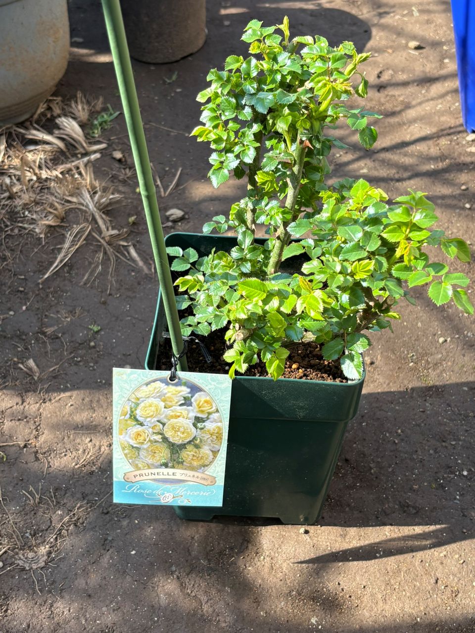 プリュネル大苗の5週後