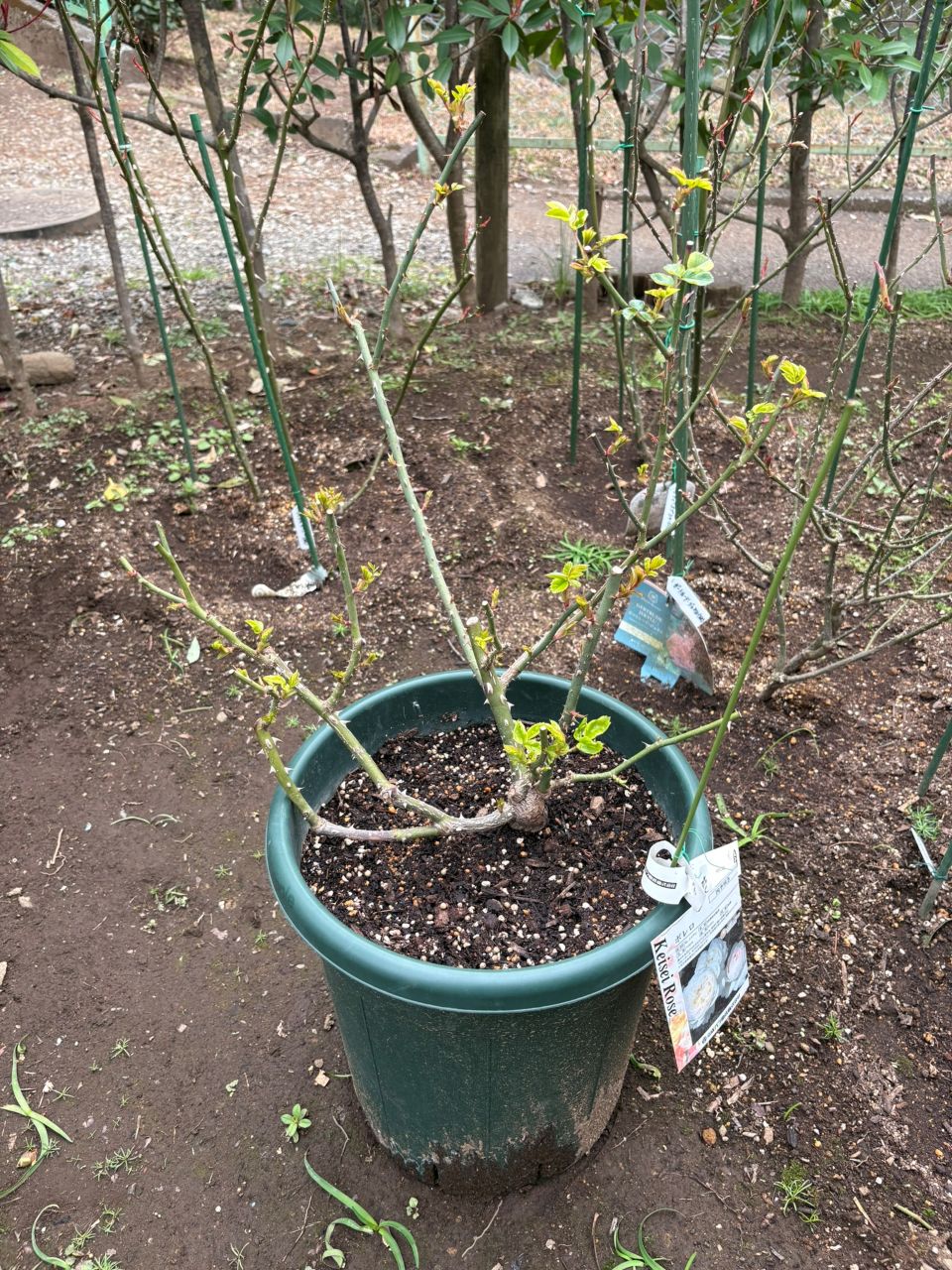 ボレロ大苗の51週後