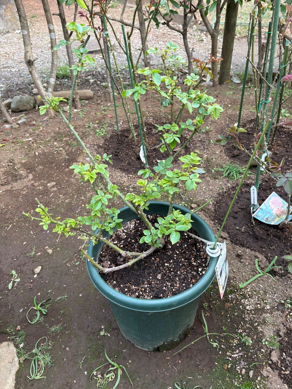 ボレロ大苗の52週後