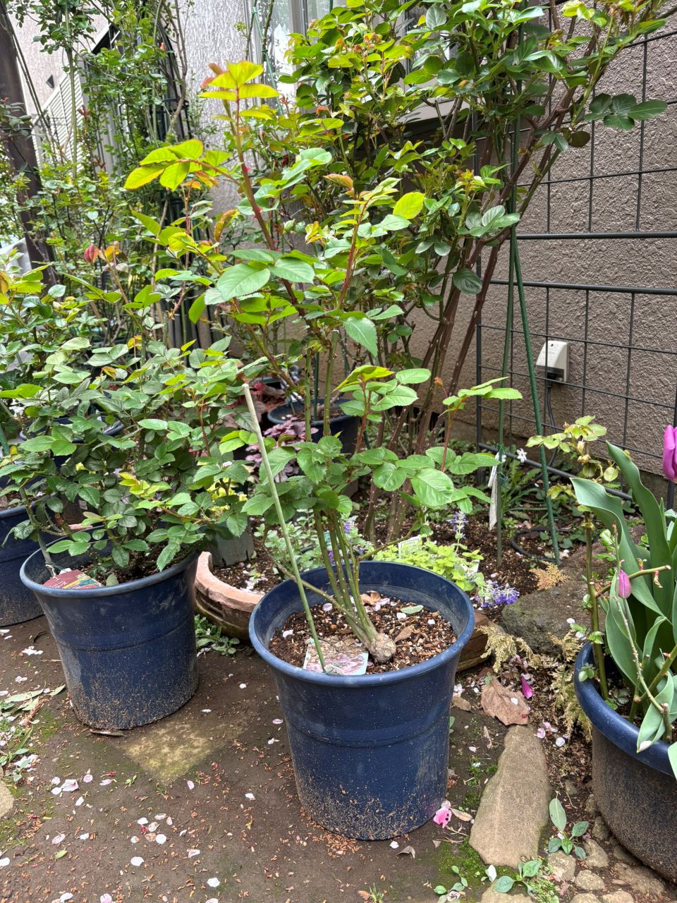 ブロドリー開花苗の91週後