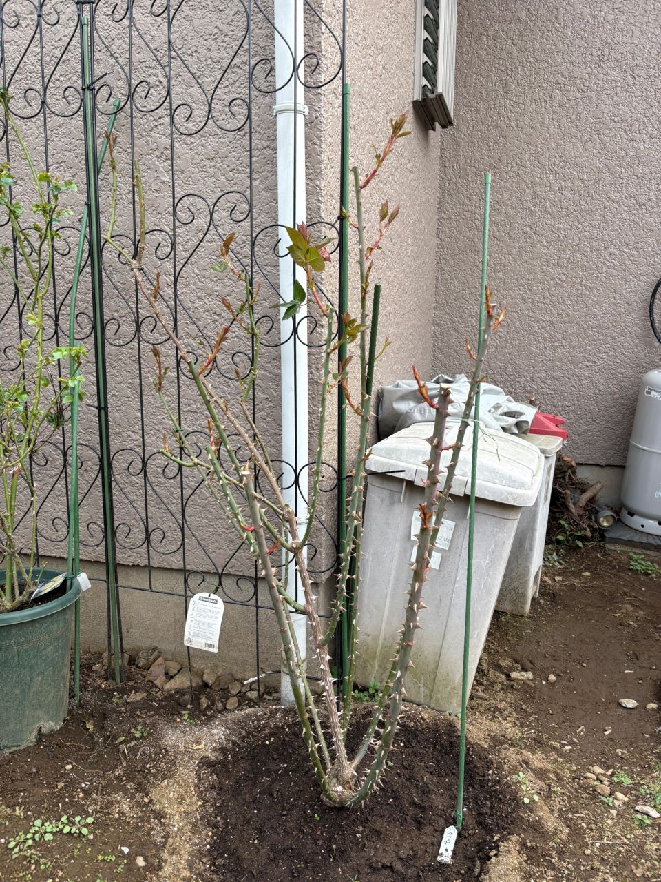 カミーユ大苗の114週後