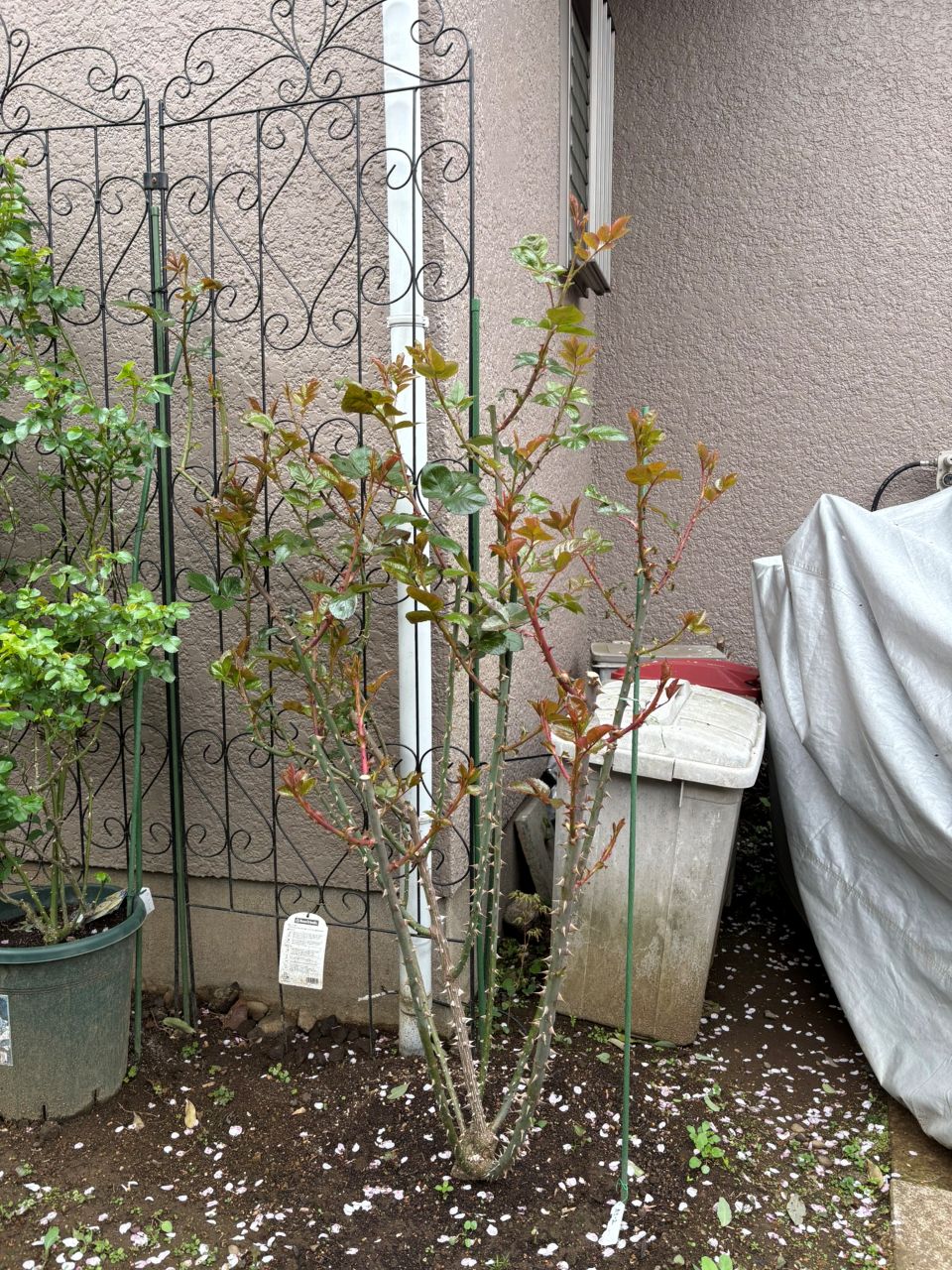 カミーユ大苗の116週後