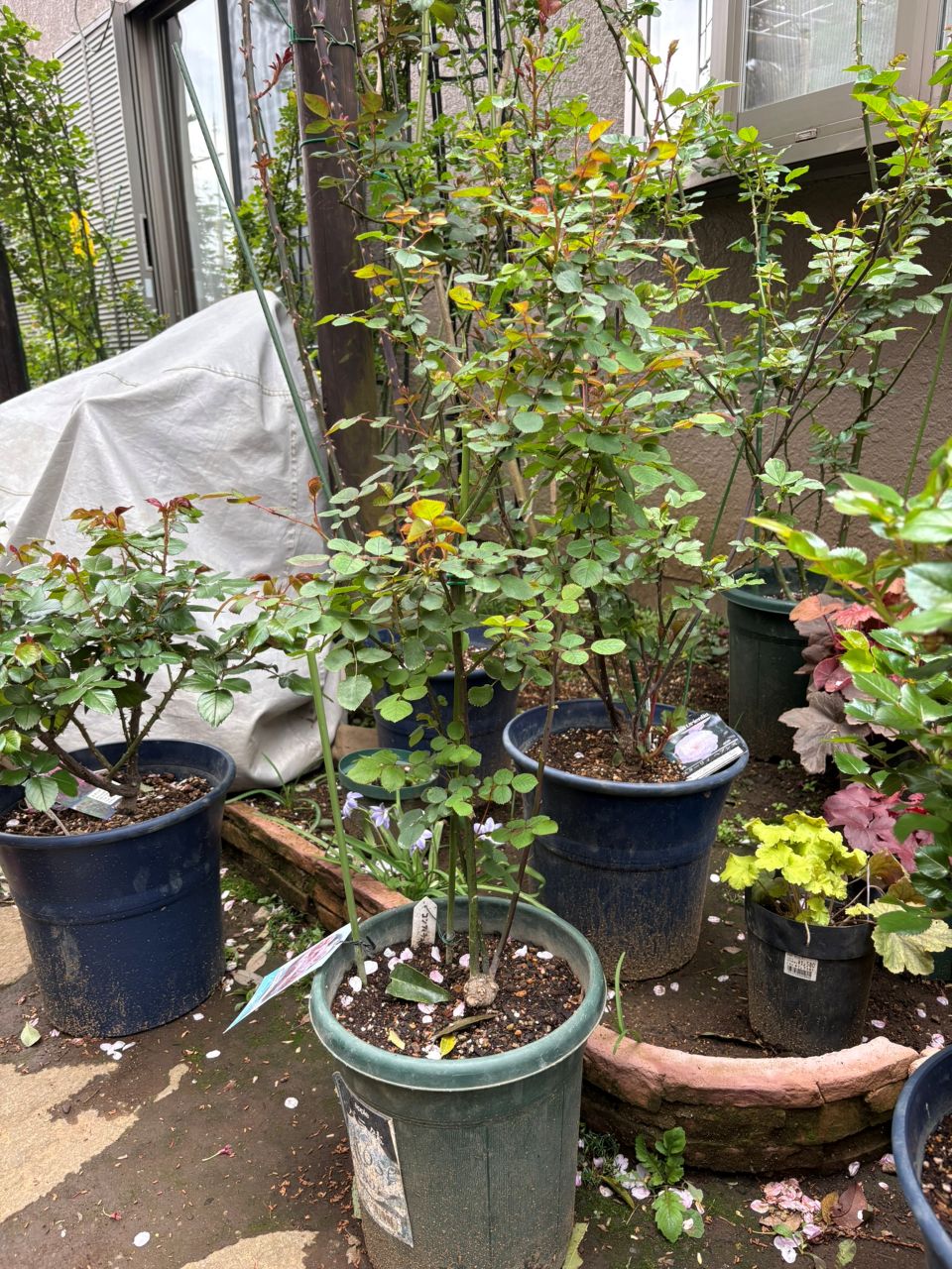 コンフィチュール開花苗の90週後