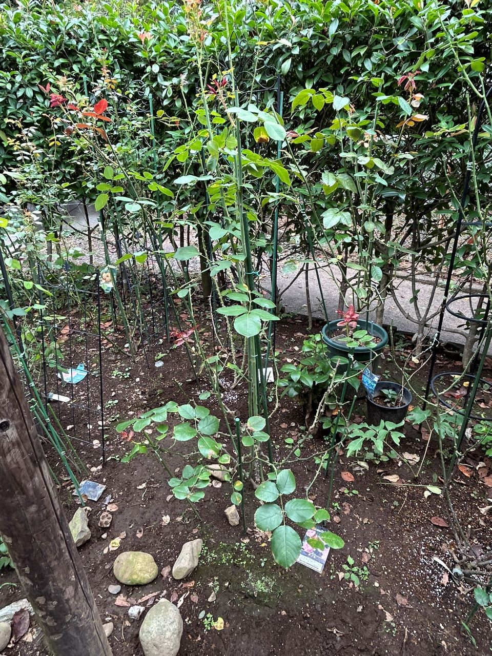 ダフネ大苗の92週後