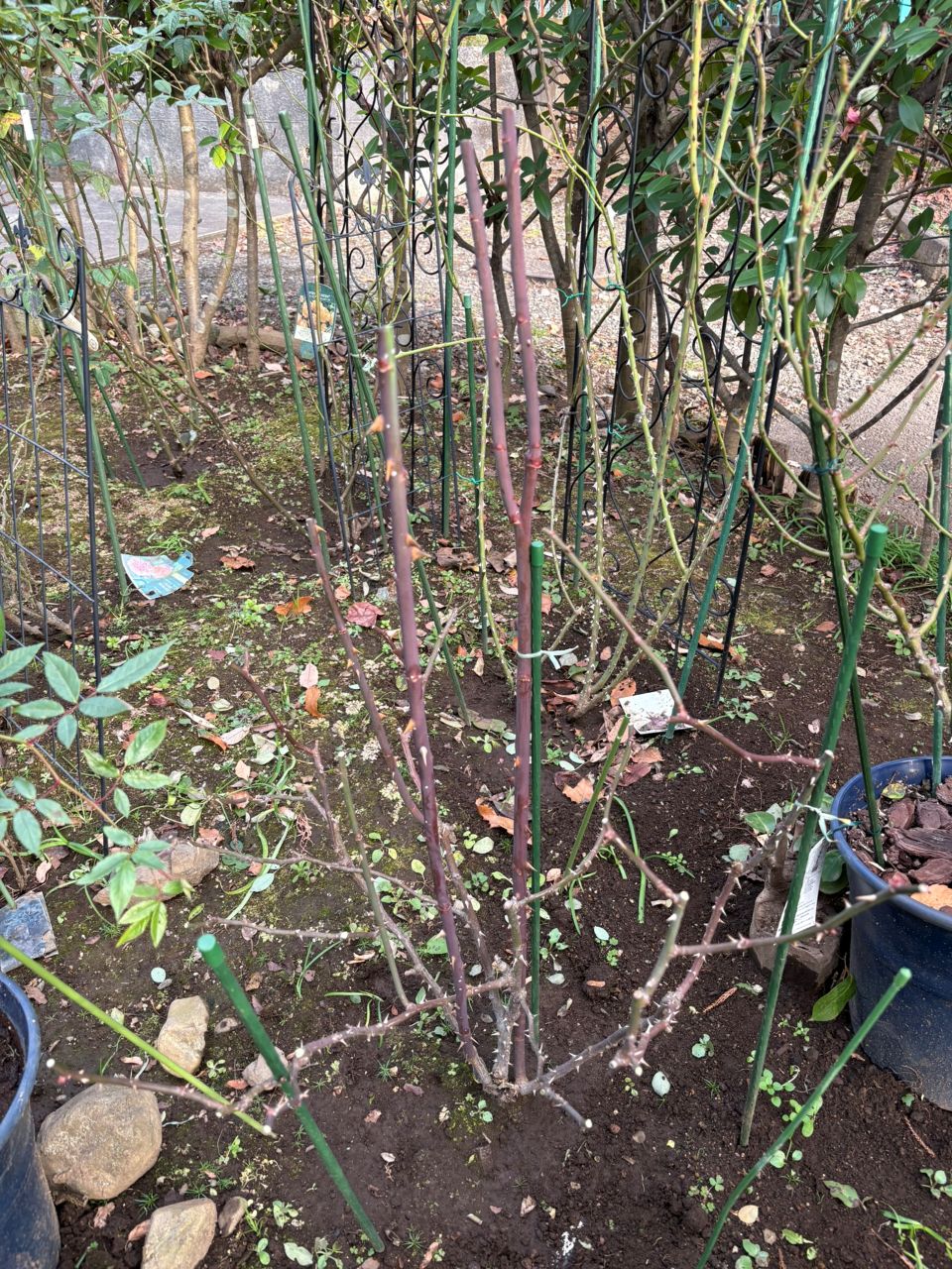 ダフネ大苗の104週後