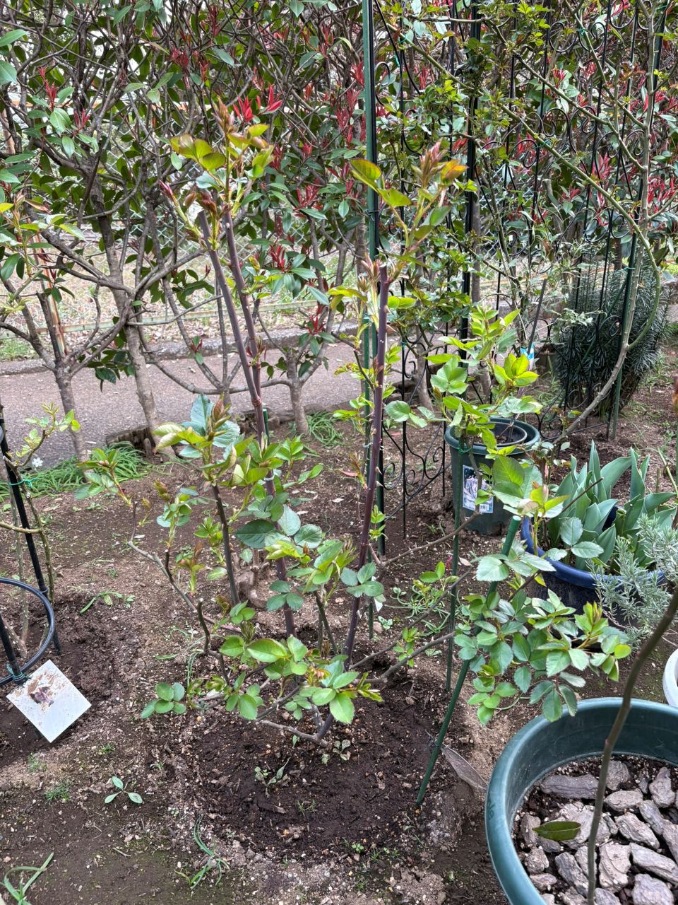 ダフネ大苗の117週後