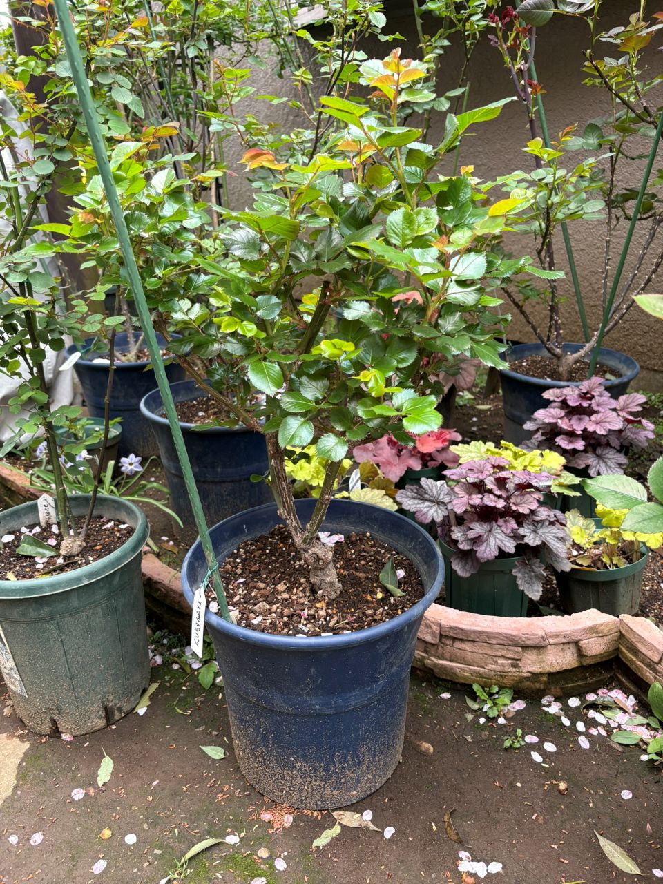 エスプリ・ドゥ・パリ開花苗の21週後