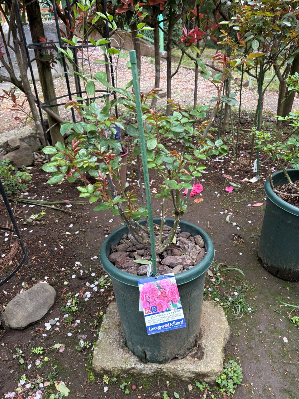 ジェネラシオン・ジャルダン裸苗111週後