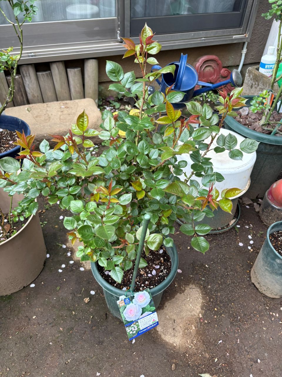 ラ・ソヴァジーヌ・テル・エ・パッション大苗の9週後