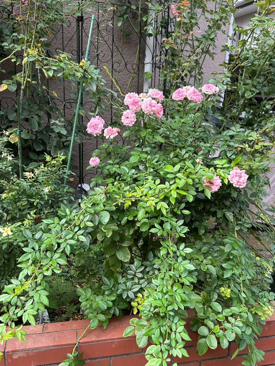 ラリッサバルコニアの大苗64週後