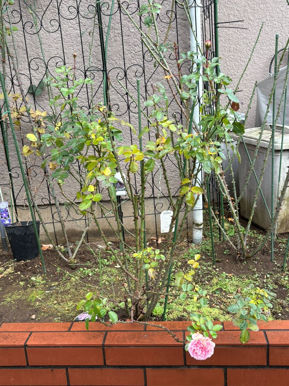 ラリッサバルコニアの大苗76週後