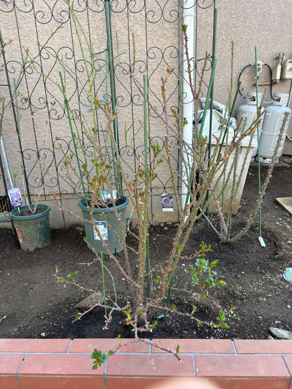 ラリッサバルコニアの大苗86週後