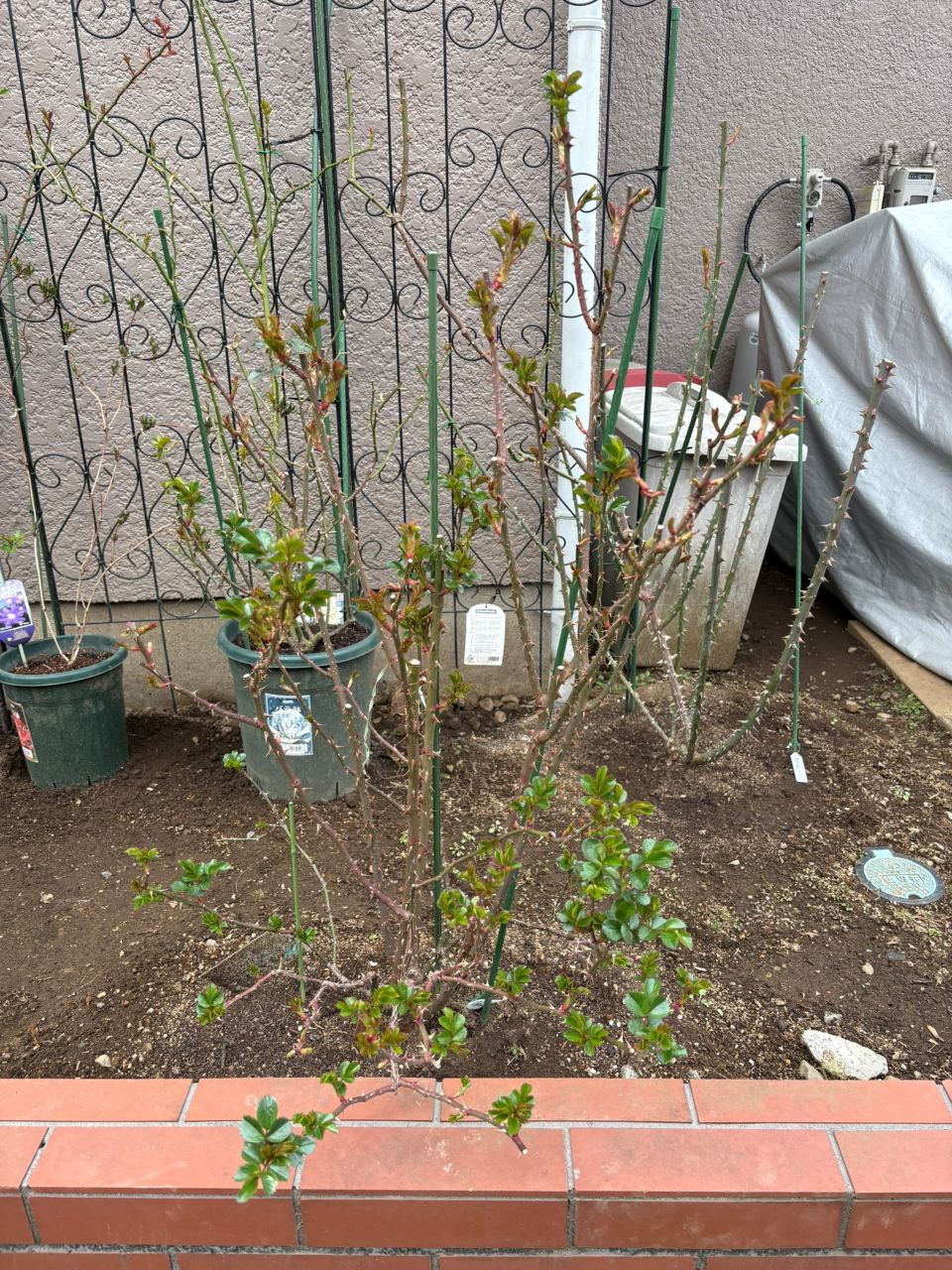 ラリッサバルコニアの大苗87週後