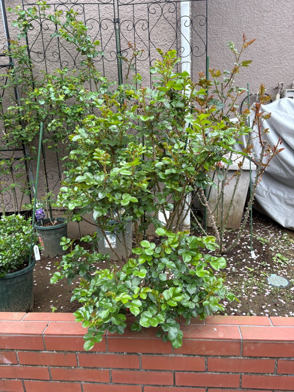 ラリッサバルコニアの大苗90週後