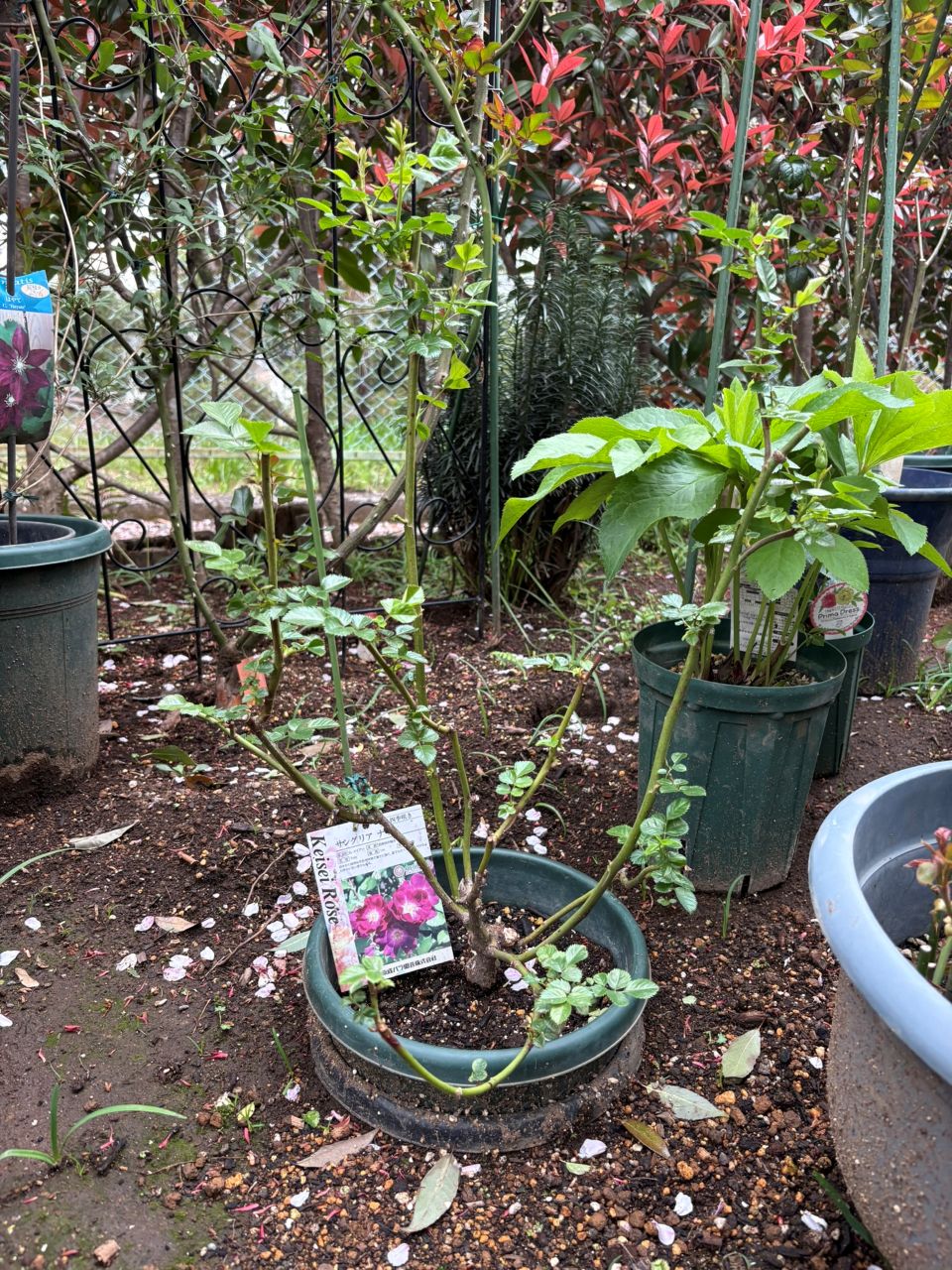 サングリアナイト大苗の102週後