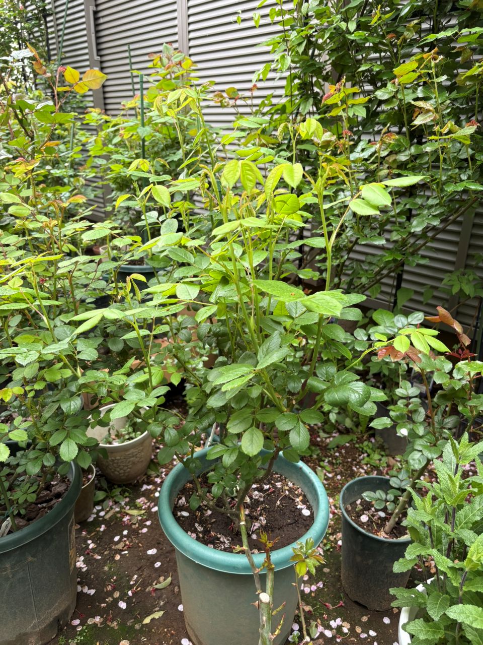 ヴァネッサベル開花苗の103週後