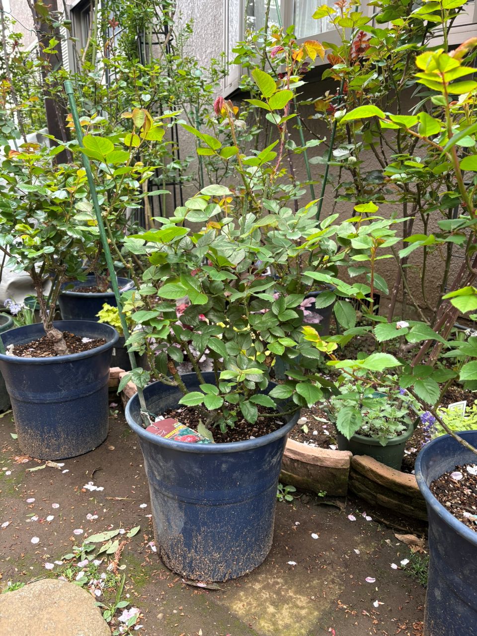 ベルベティトワイライト開花苗の44週後