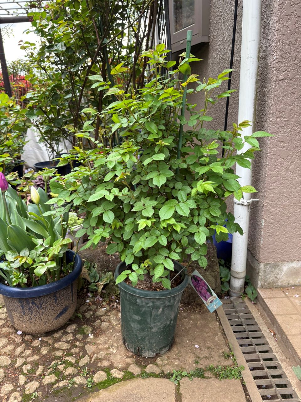 ヴィル・ナタール開花苗の98週後