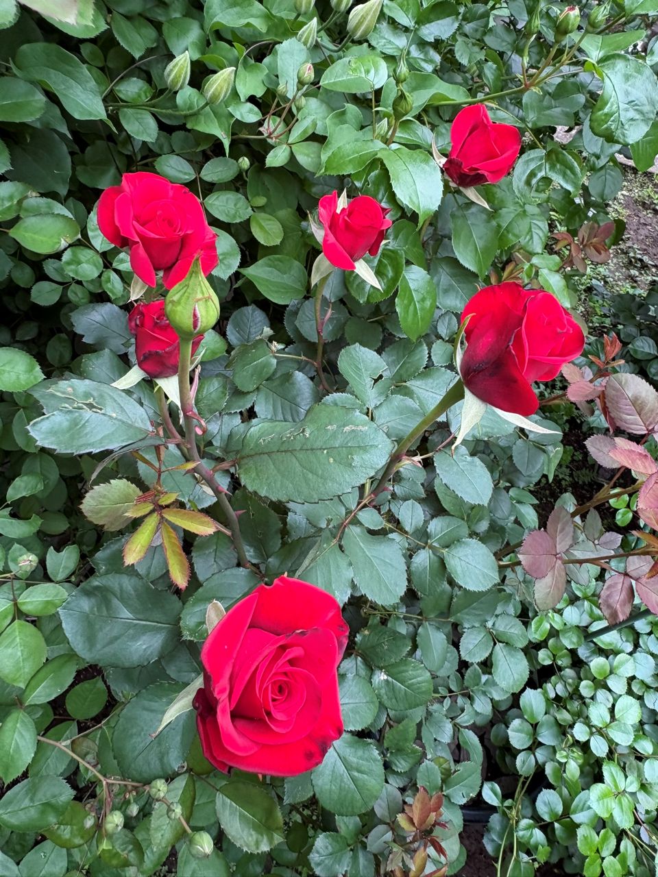 ライデンシャフト開花苗の47週後