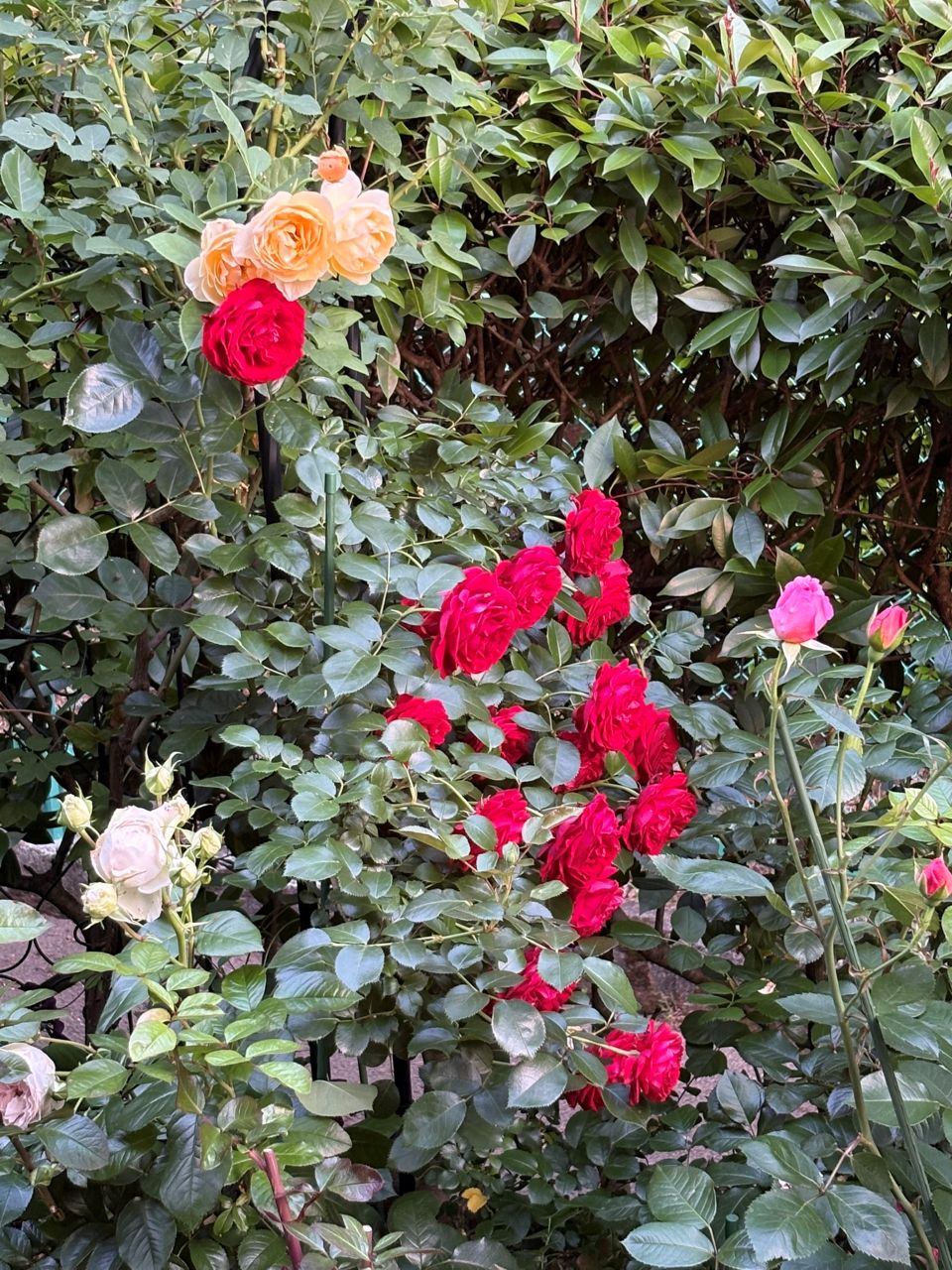 ライデンシャフト開花苗の51週後