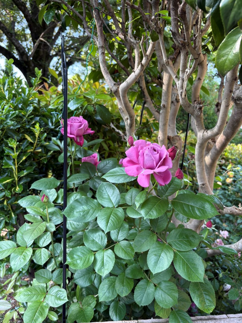 恋いづな開花苗の51週後 – RoseDiary.jp