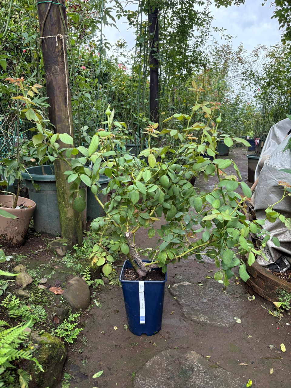 オーブレジェール開花苗の購入