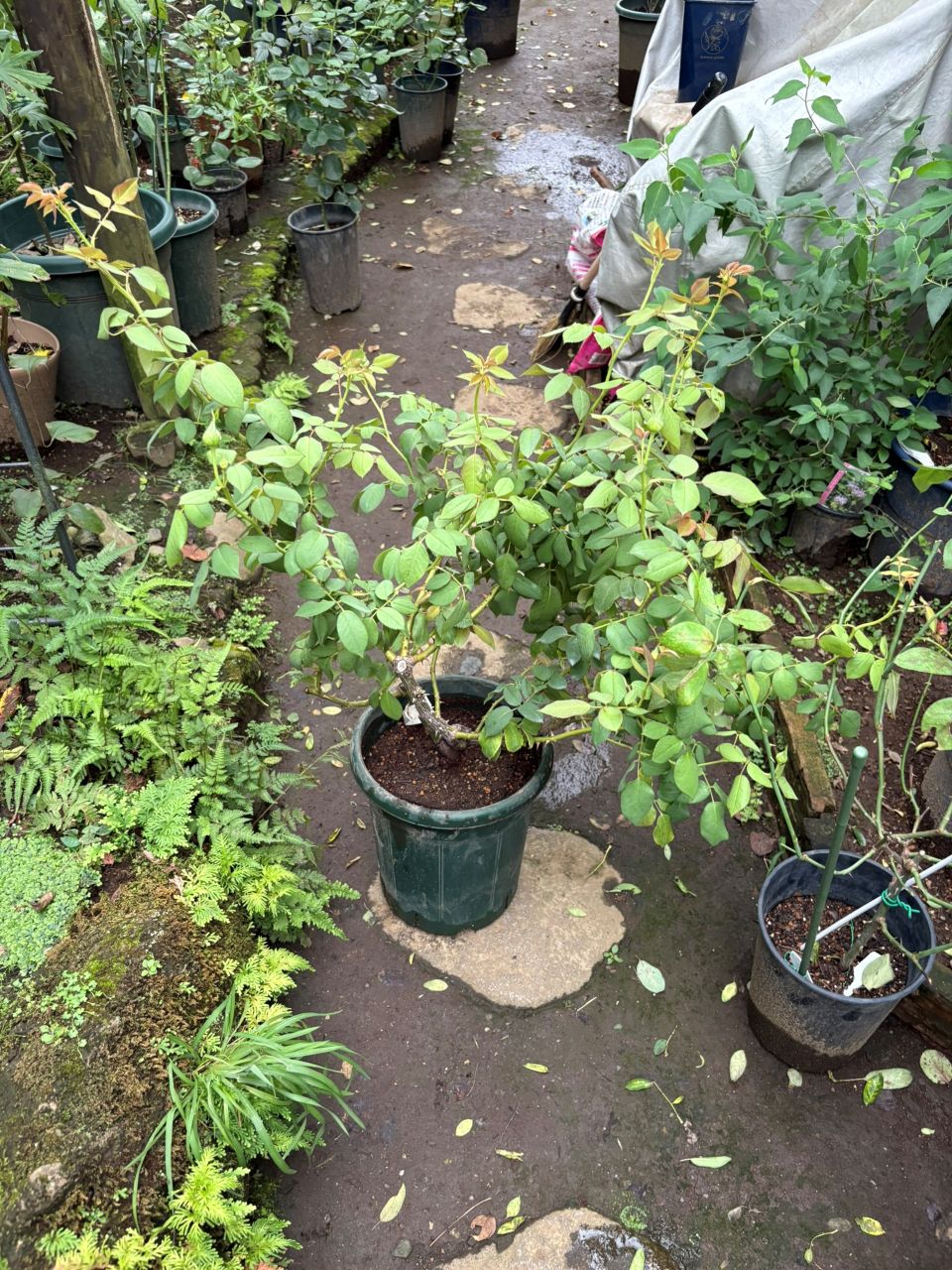 オーブレジェール開花苗の鉢増し