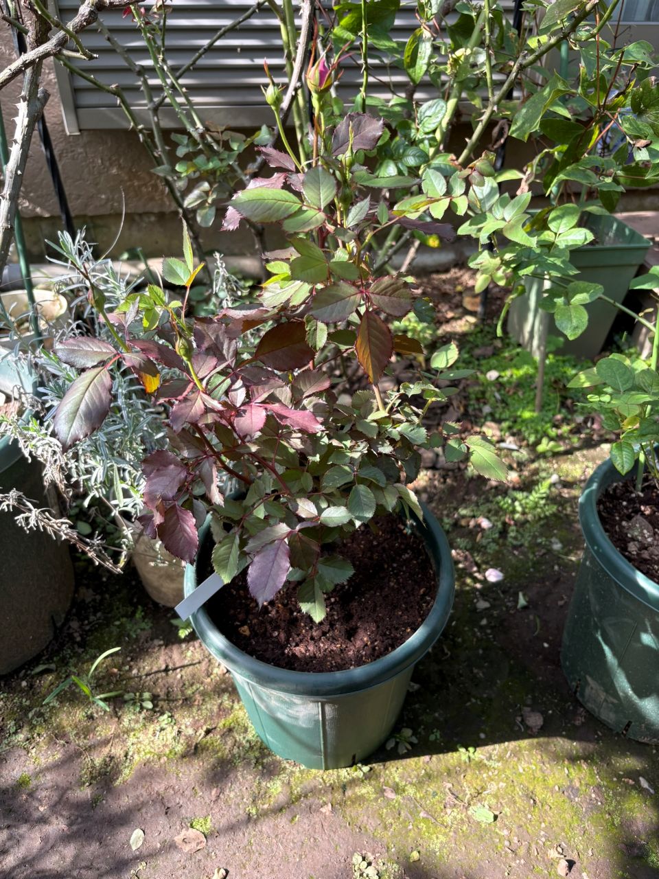 パルミラ開花苗の鉢増し
